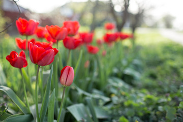 Multi-colored tulips