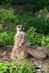 Naklejka na ściany i meble Meerkat or suricate (Suricata suricatta), small carnivoran belonging to the mongoose family (Herpestidae)