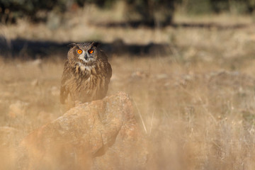 Eagle owl