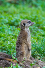 Meerkat or suricate (Suricata suricatta), small carnivoran belonging to the mongoose family (Herpestidae)