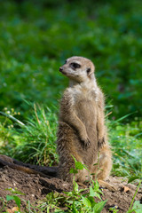 Meerkat or suricate (Suricata suricatta), small carnivoran belonging to the mongoose family (Herpestidae)
