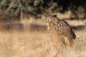 Eagle owl