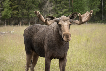 Naklejka na ściany i meble Closeup of a large male moose with large antlers