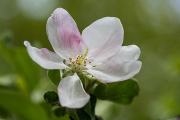 Obraz premium Closeup of a white and pink apple flower