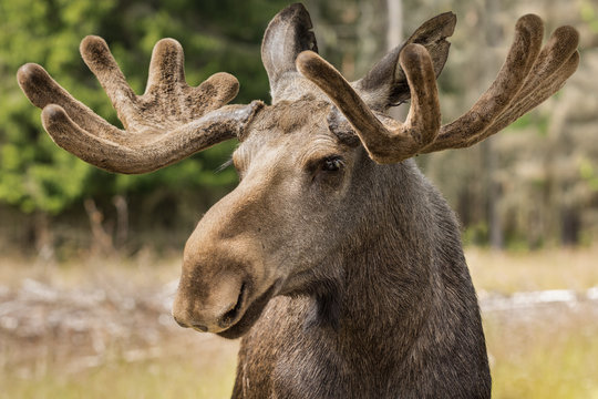 Closeup of a large male moose buck