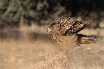 Eagle owl