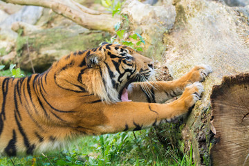 Tiger (Panthera tigris) is the largest cat species, most recognizable for their pattern of dark vertical stripes on reddish-orange fur with a lighter underside.