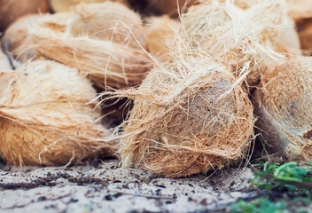 Brown dry coconut on the ground
