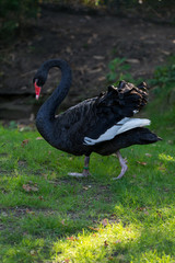 Obraz premium Black swan (Cygnus atratus) bird walking on the grass.