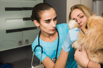 A veterinarian examines a injured paw of a dog