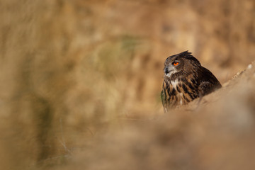 Eagle owl