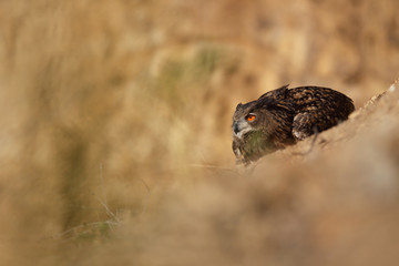 Eagle owl