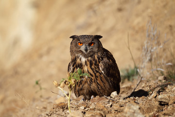 Eagle owl