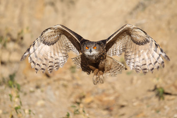 Eagle owl