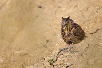Eagle owl