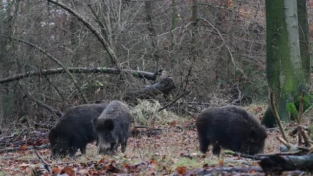Wildschweine auf Futtersuche  im Wald, Schwarzwild, Dezember, (Sus scrofa)