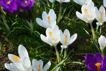 Obraz premium Group of first spring flowers - purple crocuses blossom outside close-up