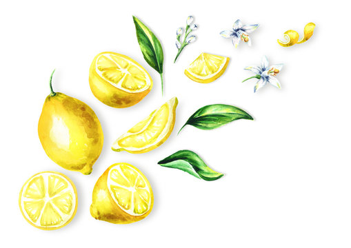 Fresh Lemon  fruits, leaves and flowers top view composition. Watercolor hand drawn illustration