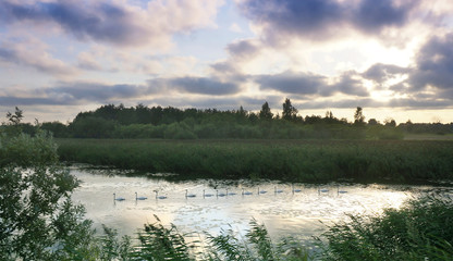 swans float one after another down the river, a string, a flock of swans floating on the river, sunset on the river