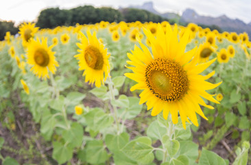 Obraz premium Sunflower field