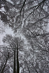 A colour abstract image of the tree tops after a snow storm.