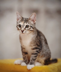 The young striped cat with white paws sits