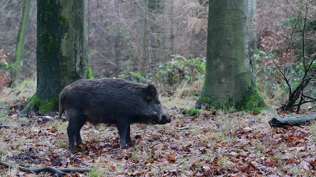 Wildschwein bei der Futtersuche im Wald, Schwarzwild, Dezember, (Sus scrofa)