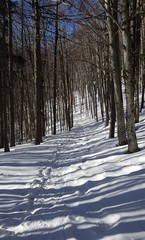 passeggiata nel bosco