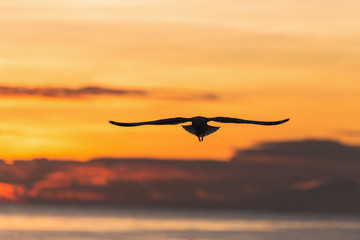 Fototapeta na wymiar Silhouetted flying seagull with sunrise scene at Bangpu beach, Samutprakarn of Thailand. Seagulls come to Bangpu every winter season.