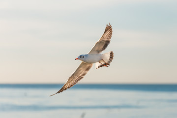Seagull flying over sunrise sea at Bangpu beach, Samutprakarn province of Thailand. Seagulls come to Bangpu every winter season.