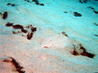 Flatfish in the Sand