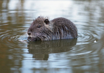 The funny little nutria  in water 
