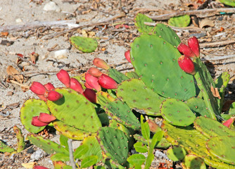 Prickly Pear Cactus, Lloyd Point, Caumsett State Historic Park Preserve, NY