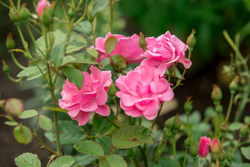 
Flower of a rose blooms in the garden
