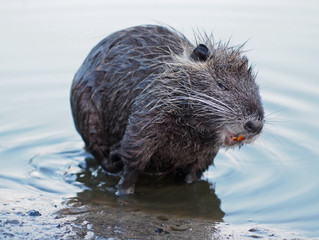 The funny little nutria  in water 