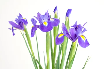 Foto auf Acrylglas Iris Bouquet of flowers of purple irises on a white