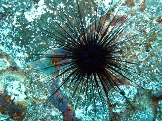 Sea urchins in the Atlantic Ocean  