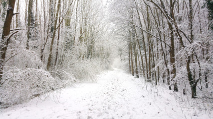 path in winter snow forest