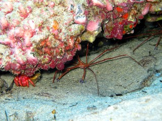 Arrow Crab in the Atlantic Ocean  