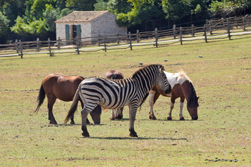 Zebra and Horses in the gig run.