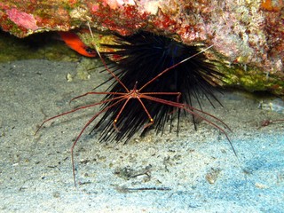Arrow Crab in the Atlantic Ocean  