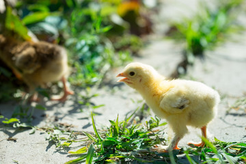 chicken in the grass