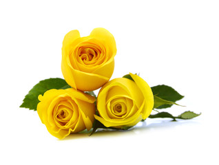 Yellow Rose flowers on white background