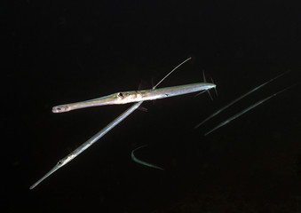 Fototapeta na wymiar Long and skinny cornetfish