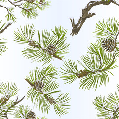 Seamless texture pine various branches and cones needles and snow  vintage vector botanical illustration for design editable hand draw