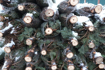 Weihnachtsbaumverkauf