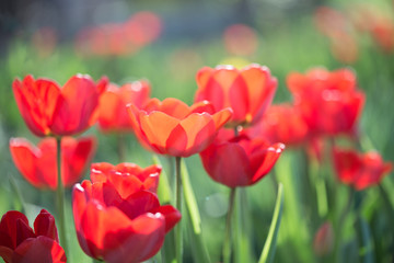 Obraz na płótnie Canvas Multi-colored tulips