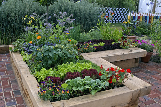 Urban Vegetable Garden In Raised Beds