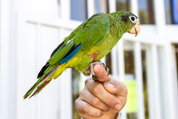 green Amazon parrot sits on the hand