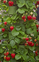 Strawberry Fragaria maxim growing in a garden
